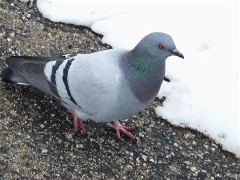 rockdove|More.